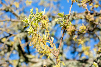 Catkins of Valley Oak (Quercus lobata)