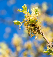 Catkins and New Leaves of Valley Oak (Quercus lobata)