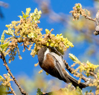 Chestnut-backed Chickadee (Poecile rufscens) Feeding in Valley Oak