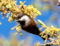 Chestnut-backed Chickadee (Poecile rufscens)