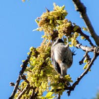 Chestnut-backed Chickadee (Poecile rufscens)