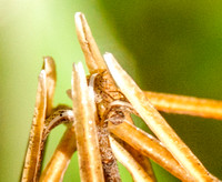 Spider in Grass