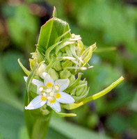 Blossom of Fremont Star Lily (Zigadenus fremontii)