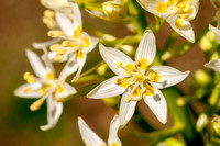 Flowers of Fremont Star Lily (Zigadenus fremontii) up Close