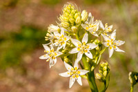 Flowers of Fremont Star Lily (Zigadenus fremontii)