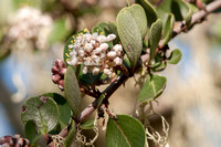Ceanothus Flowers and Leaves