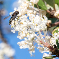 Beefly on Ceanothus Blossoms (Closer)