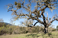 Valley Oak (Quercus lobata)