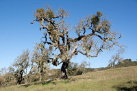 Valley Oaks (Quercus lobata)