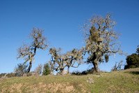 Valley Oak Trio (Quercus lobata)