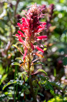 Indian Warrior (Pedicularis densiflora) in Sunshine