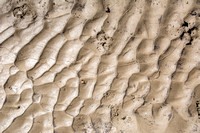 Ripples, Insect Tunnels, & Tracks in Fresh Mud