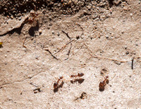 Winter Ants (Prenolepis imparis) Inspecting Fresh Mud