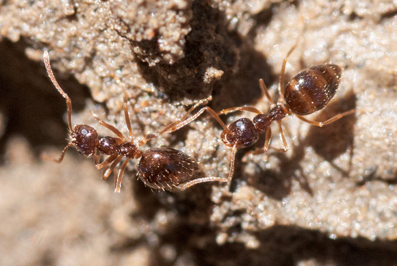 Winter Ants (Prenolepis imparis)