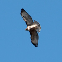 Juvenile Red-tailed Hawk in Flight