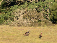 Wild Turkeys at Jasper Ridge
