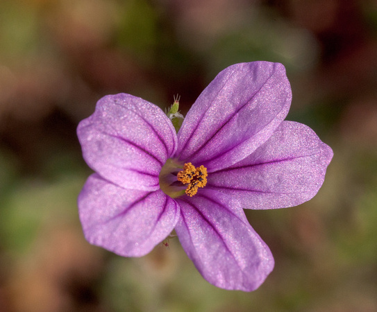 Flower of Long-beaked Filaree (Erodum botrys)