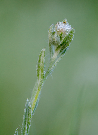 Cottontop (Micropus californicus var. californicus)