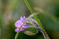 Redstem Filaree & Grass with Dew