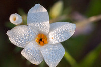 Dew-covered Flower of Common Leptosiphon (L. androsaceus)
