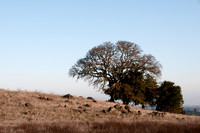 Valley Oak on Serpentine Ridge