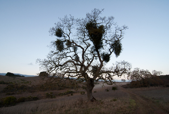 Mistletoe in Valley Oak