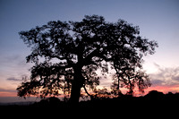 Lonely Valley Oak at Dawn