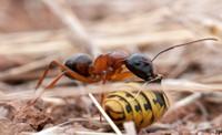 Carpenter Ant (Camponotus sp) with Yellowjacket Wasp Abdomen