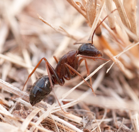 Bicolored Carpenter Ant? (Camponotus vicinus)
