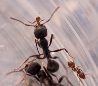 Argentine Ants, Arastradero Preserve & Jasper Ridge