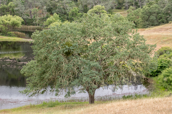 Blue Oak (Quercus douglasii) at Melchor Ranch