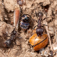 Harvester Ants at Work