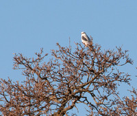 Kite in Lonely Valley Oak (Closer)