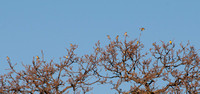 Flock of Little Birds in Valley Oak