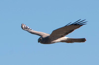 Male Northern Harrier (Circus cyaneus) in Flight