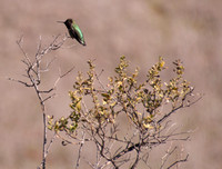Anna's Hummingbird (Calypte anna) at Rest