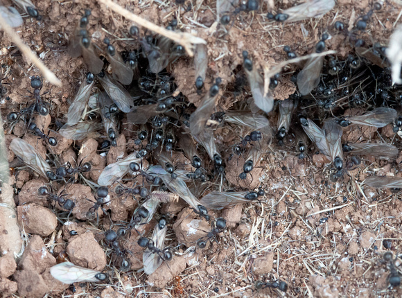 Winged Harvester Ants (Messor andrei)