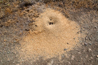 Harvester Ant Nest