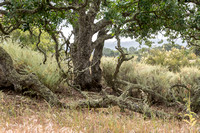 Blue Oak (Quercus douglasii)