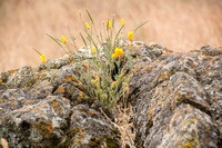 California Poppies (Eschscholzia californica) on Serpentine Rock