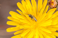Bee-fly (?) on Weedy Hawksbeard (Crepis vesicaria ssp. taraxacifolia)