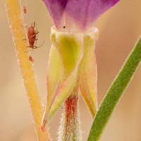 Insect on Stem of Farewell-to-spring (Clarkia rubicunda)