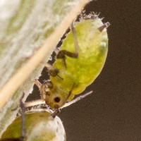 Aphid?