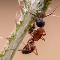 "Minor" Carpenter Ant (Camponotus spp.) on Thistle