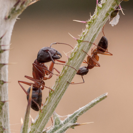"Major" & "Minor" Carpenter Ants (Camponotus spp.)