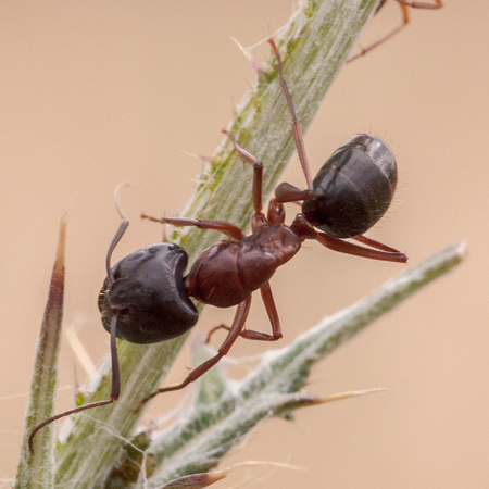 "Major" Carpenter Ant (Camponotus spp.)