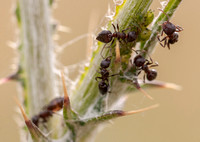 Acrobat Ants (Crematogaster coarctata) on Thistle