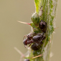 Acrobat Ant (Crematogaster coarctata) with Aphids
