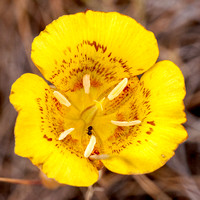 Yellow Mariposa Lily (Calochortus luteus) with Ant