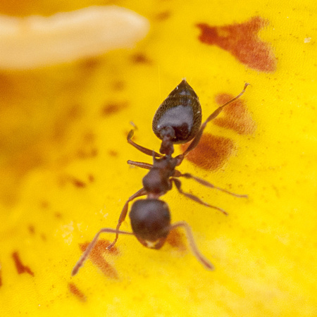 Acrobat Ant (Crematogaster coarctata) on Yellow Mariposa Lily (Calochotus luteus) (Detail)